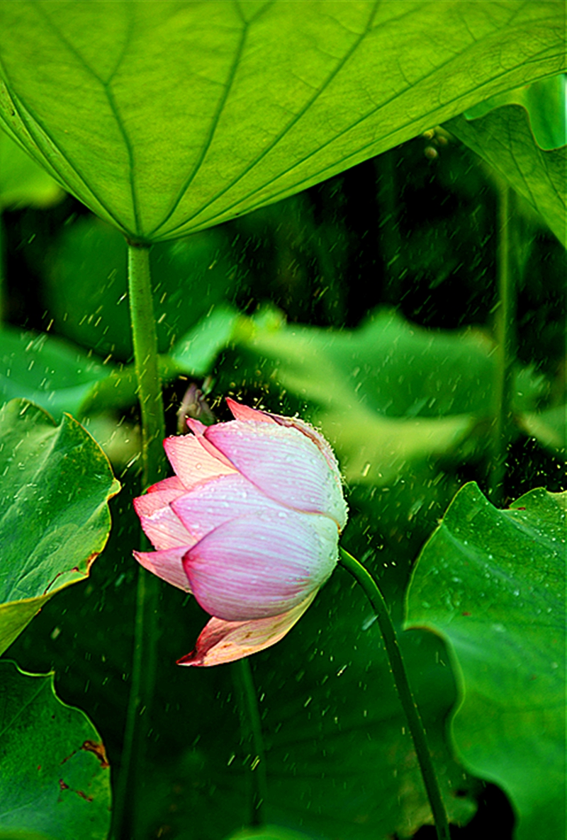 雨荷